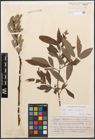 Foto von Salix caprea L. x Salix purpurea L.